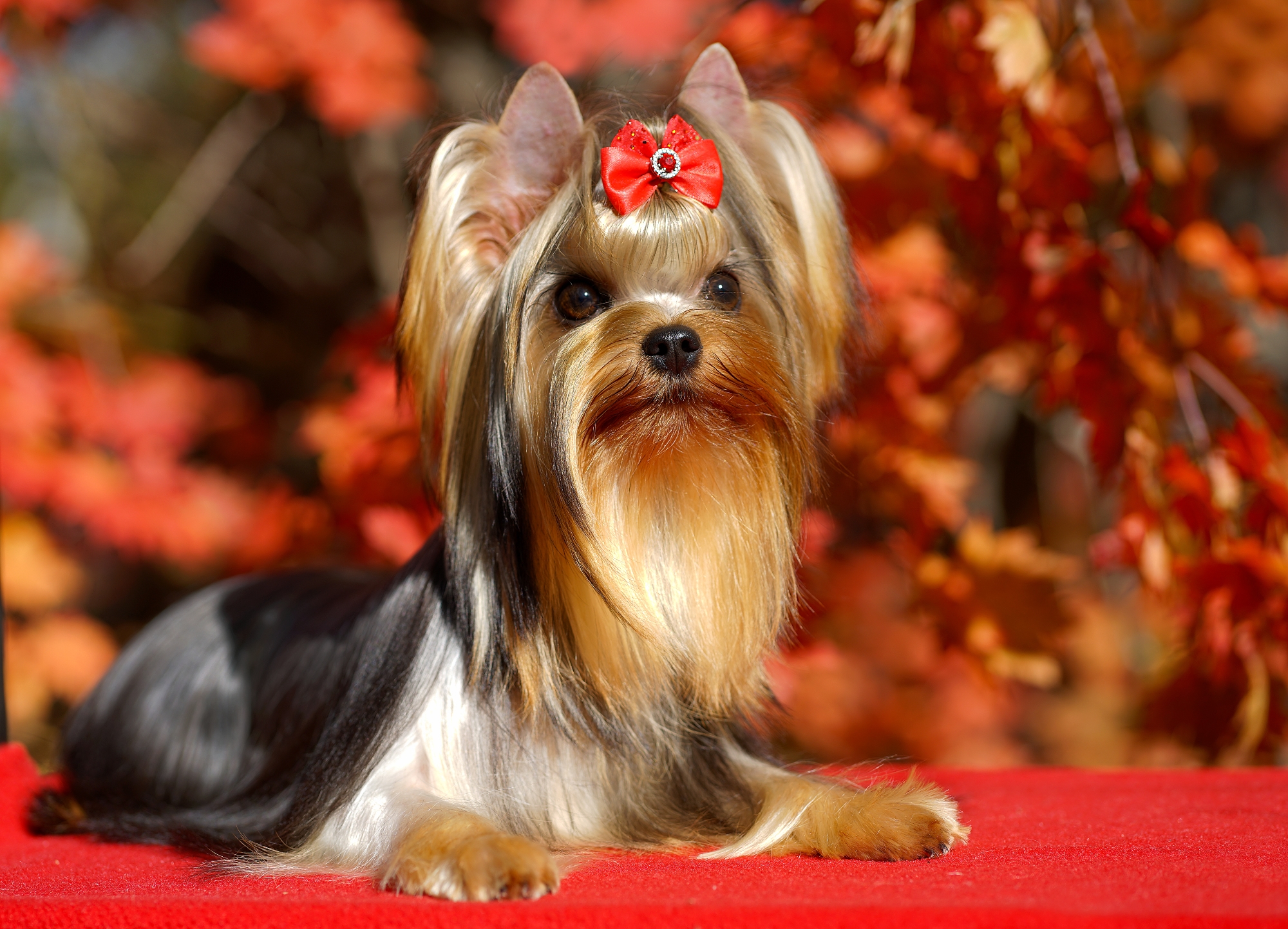  MAL ZOLOTNIK YOU TAKE MY BREATH AWAY — Labaza DogPedigree YorkshireTerrier